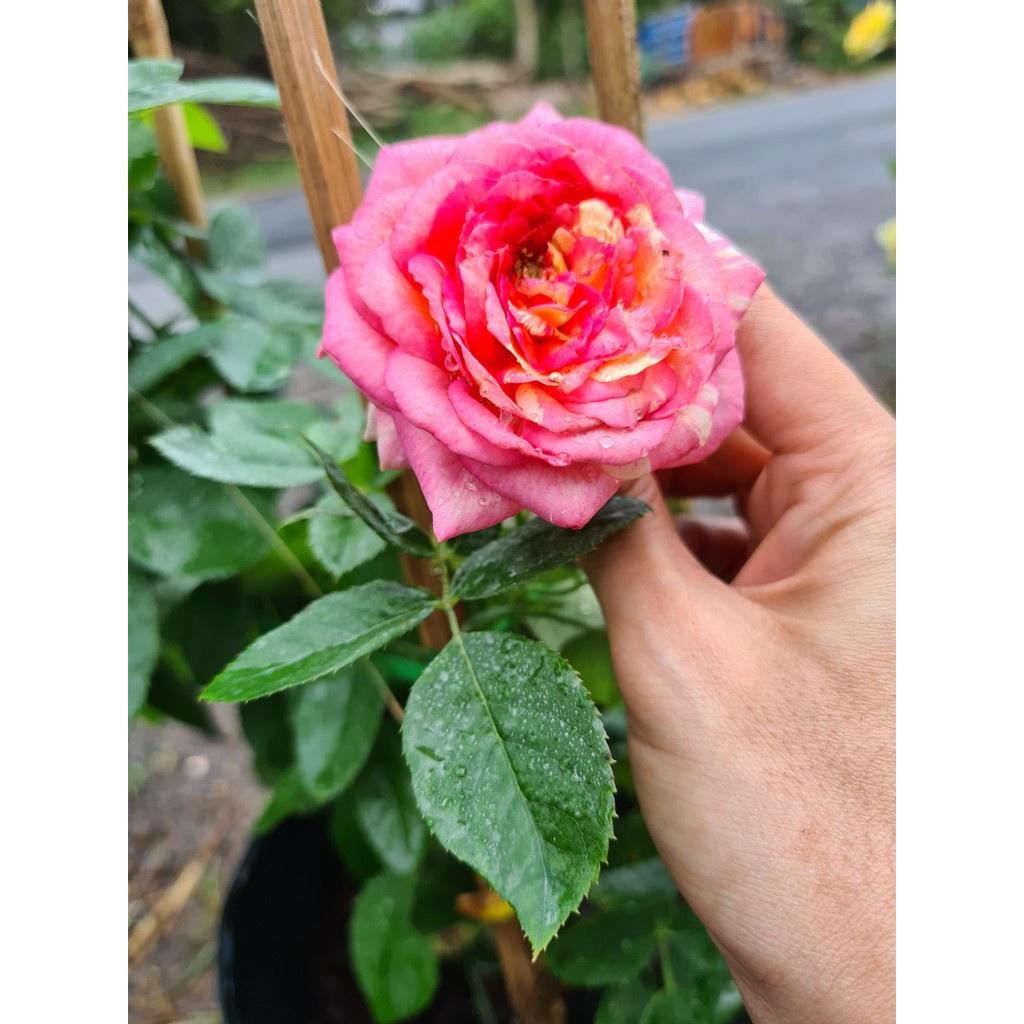 Cây giống hồng BỤI Camellia size chậu C9 - giống hồng ngoại sai hoa, hoa to và lâu tàn
