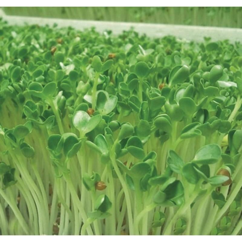Hạt Giống Rau Mầm Cải Bẹ Xanh