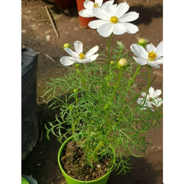 100hạt giống hoa sao nháy mix nhiều màu