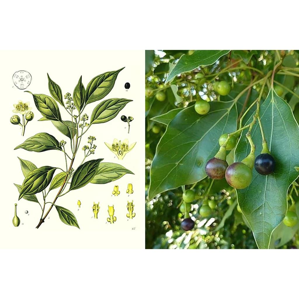 500 gram HẠT GIỐNG CÂY LONG NÃO - HẠT ĐẸP TUYỂN CHỌN KỸ BAO NẢY MẦM CÓ BẢO HÀNH.