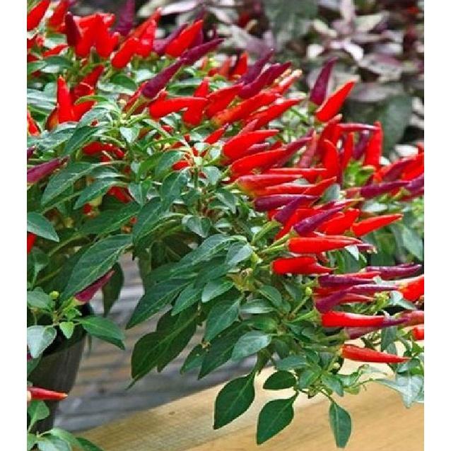 Hạt giống ớt chùm đỏ siêu cay Thái Lan-gói 0,5 gram/tặng kèm gói phân bón lót