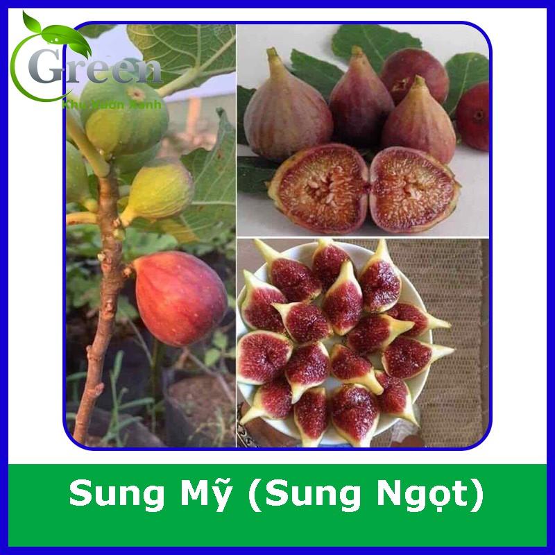 Hạt Giống Cây Sung Mỹ (Sung Ngọt) (10H)