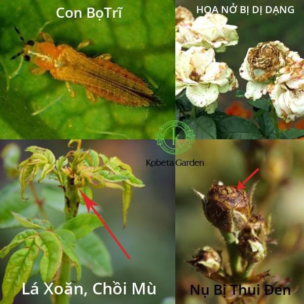 Combo Thuốc Sinh Học NEEM NANO Trừ Sâu, Trừ Nấm (Nhện, Trĩ, Bọ Nhảy/Đốm Đen, Thối Nhũn, Phấn Trắng..) Dùng Cho Rau Sạch, Hoa Hồng, Cây Cảnh Hiệu Quả Cao, An Toàn, Chai 250ml/chai / Chăm sóc cây trồng Hồng Thanh Garden