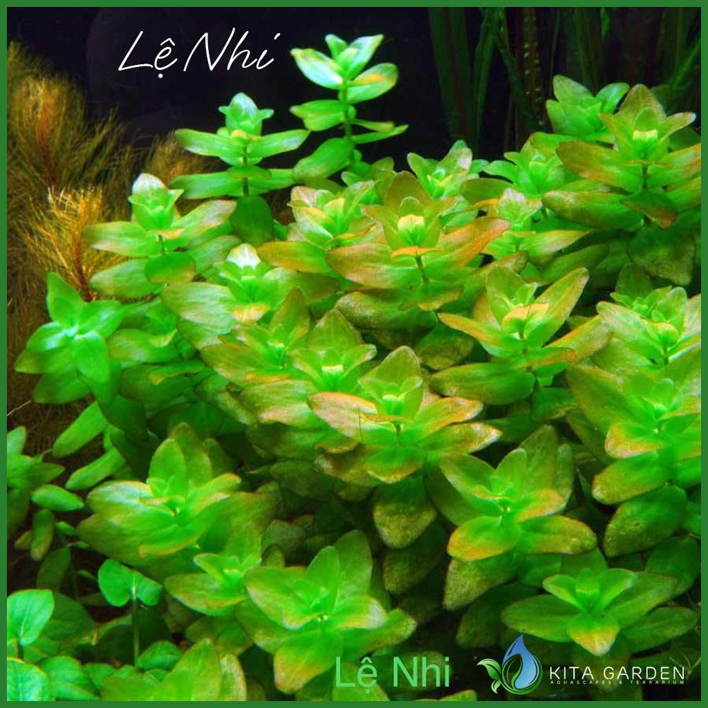Cây Lệ Nhi - Móng Tay - cây thủy sinh dễ trồng