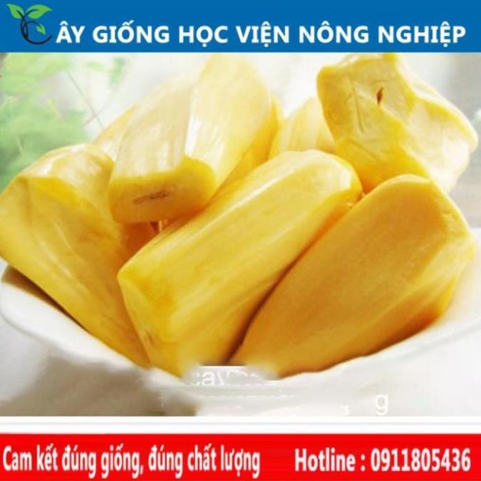 Sản phẩm Cây Ăn Trái mít thái không hạt