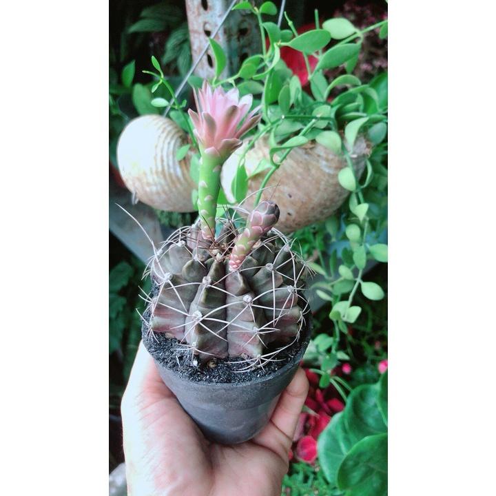 Cây Xương Rồng