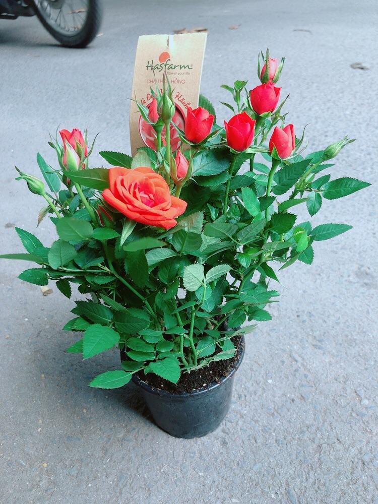 Hoa Hồng Màu Cam