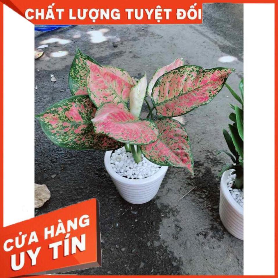 Chậu Vạn Lộc Nhiều Người Mua