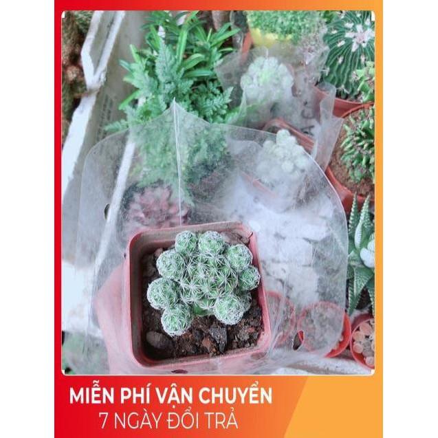 Xương Rồng Trứng Chim