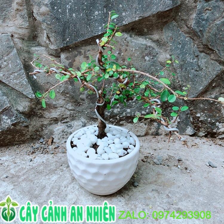 Chậu Cây Linh Sam Núi