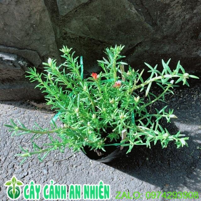 Hoa Mười Giờ 3 Màu