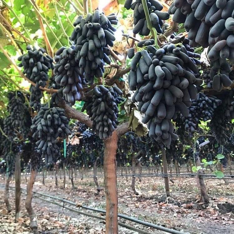 CÂY GIỐNG NHO NGÓN TAY ĐEN