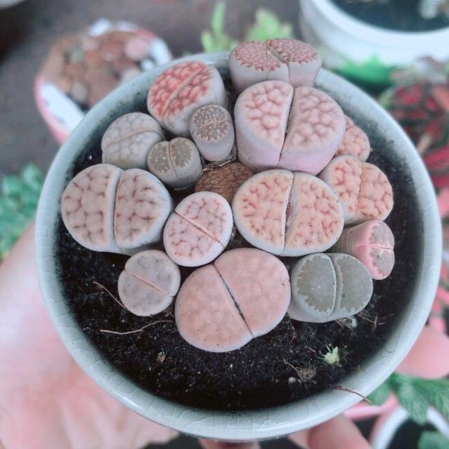 Chậu Cây Thạch Lan