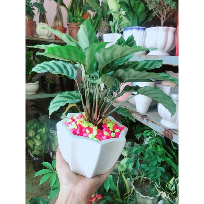 Chậu Cây Đuôi Công