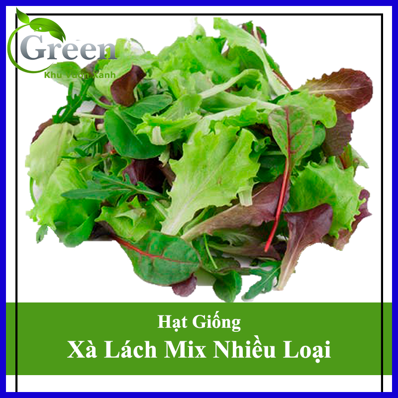 Hạt Giống Xà Lách Mix Nhiều Nhiều Loại (1500 Hạt)