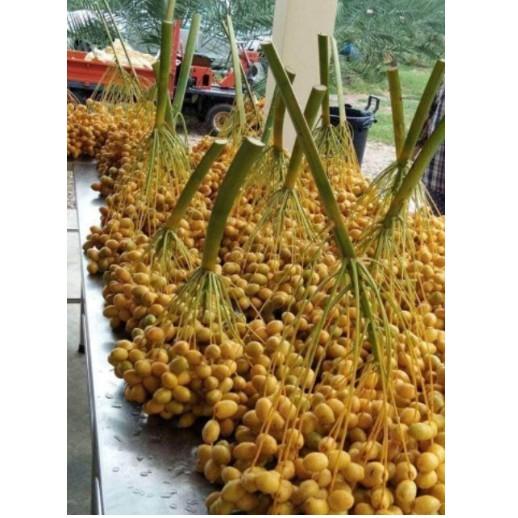 Cây chà là thái ăn quả