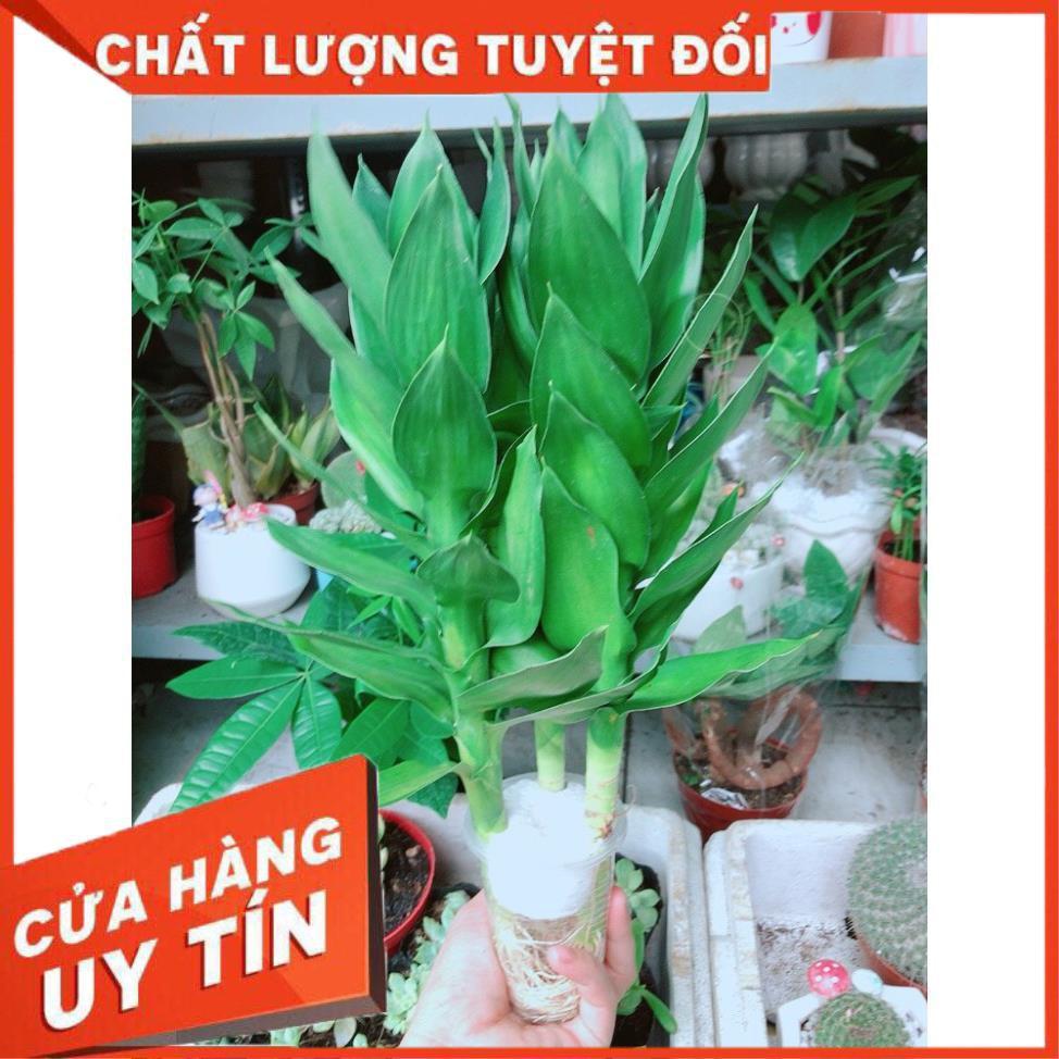 Phát Tài Búp Sen