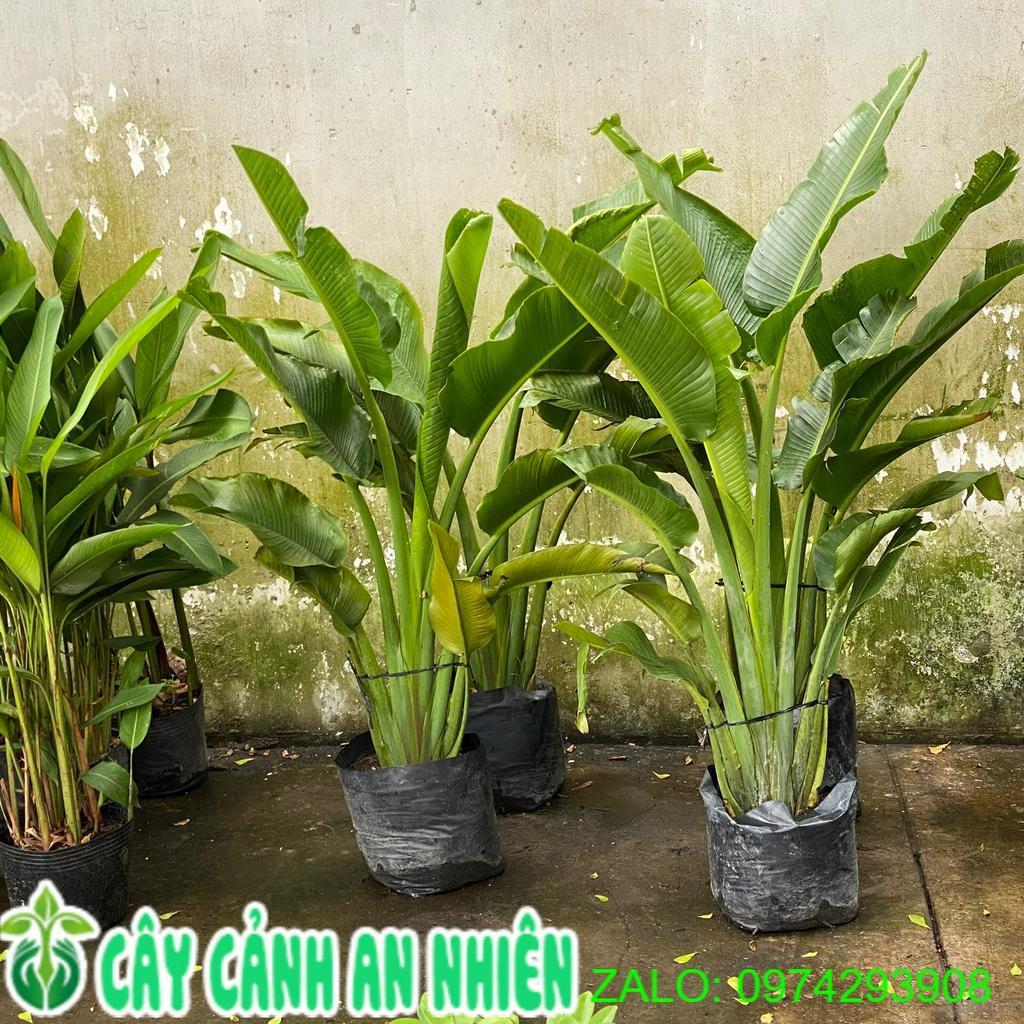 Cây Chuối Rẻ Quạt Cao Trên 1M
