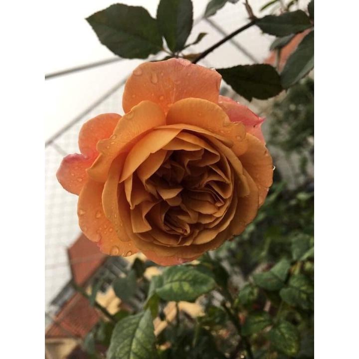 Hoa Hồng ngoại màu cà phê utsasime hot- bầu to cây trưởng thành