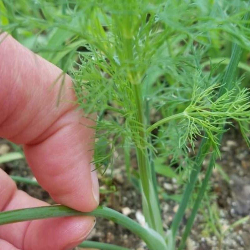 Hạt giống thì là gói 5gr