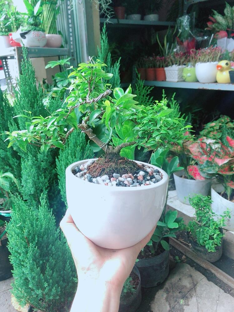 Chậu Cây Mai Chiếu Thuỷ Bonsai Mini