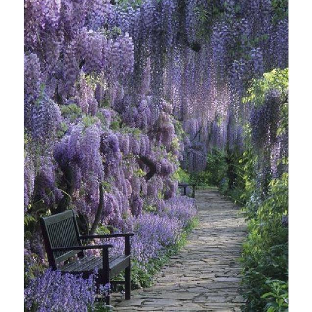 Hạt giống hoa tử đằng hoa màu tím KNS3480- Gói 5 hạt