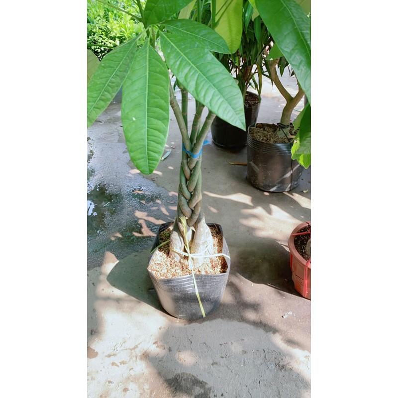 Cây Kim Ngân Bính Lớn