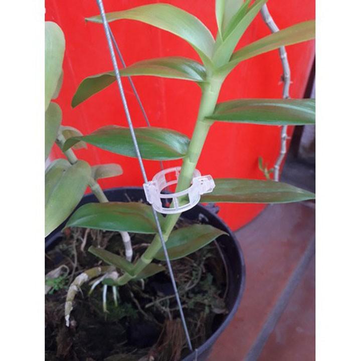 Vòng tròn cố định hoa lan và cây cảnh - gói 100 cái