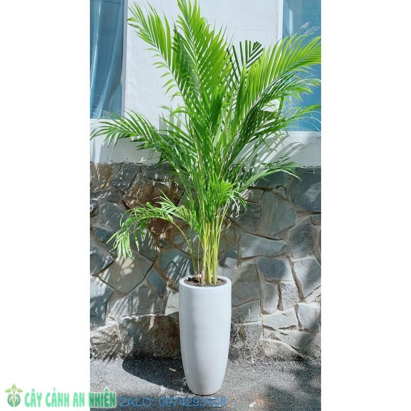 Chậu Cây Cau Kiểng