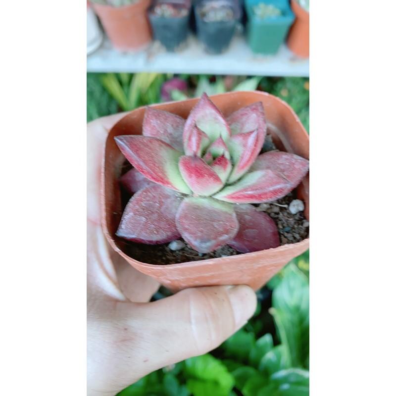 Sen Đá Đế Vương Đỏ