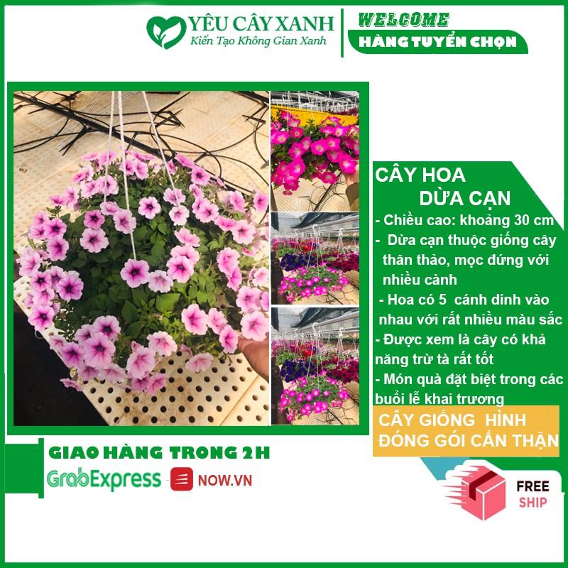 Cây Hoa Dừa Cạn, Hoa Nở Quanh Năm