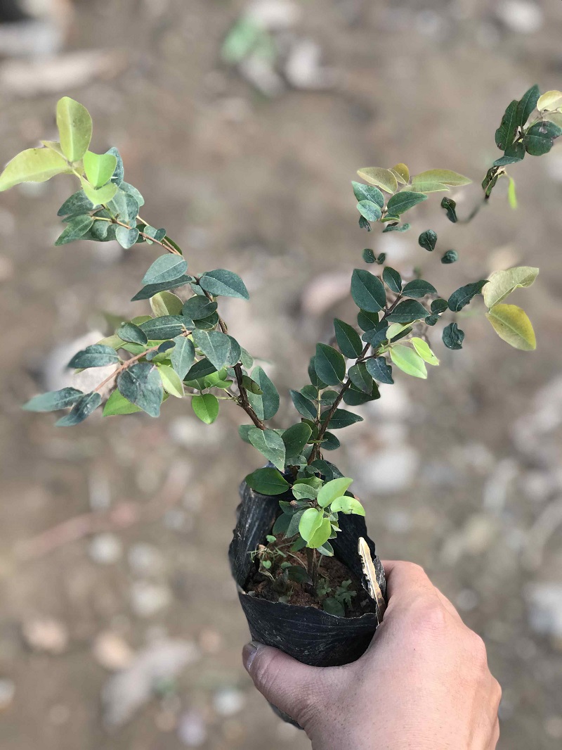 CÂY GIỐNG NHO THÂN GỖ TƯ QUÝ