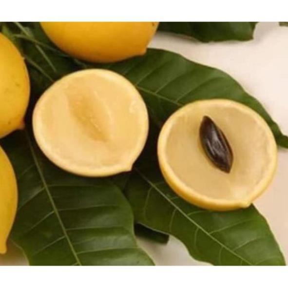 Vú sữa hoàng kim