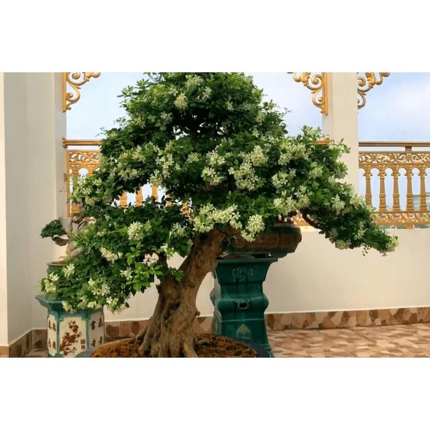 CÂY NGUYỆT QUẾ LÙN hoa thơm tứ thì - phôi bonsai