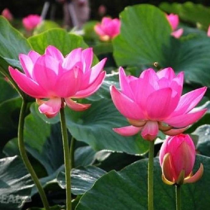 Hạt Giống Hoa Sen Hồng -