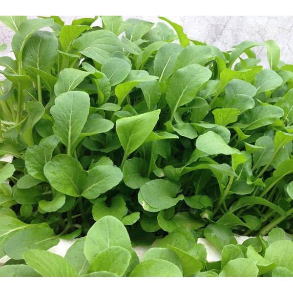 HẠT GIỐNG RAU CẢI NGỌT, gói 20gr