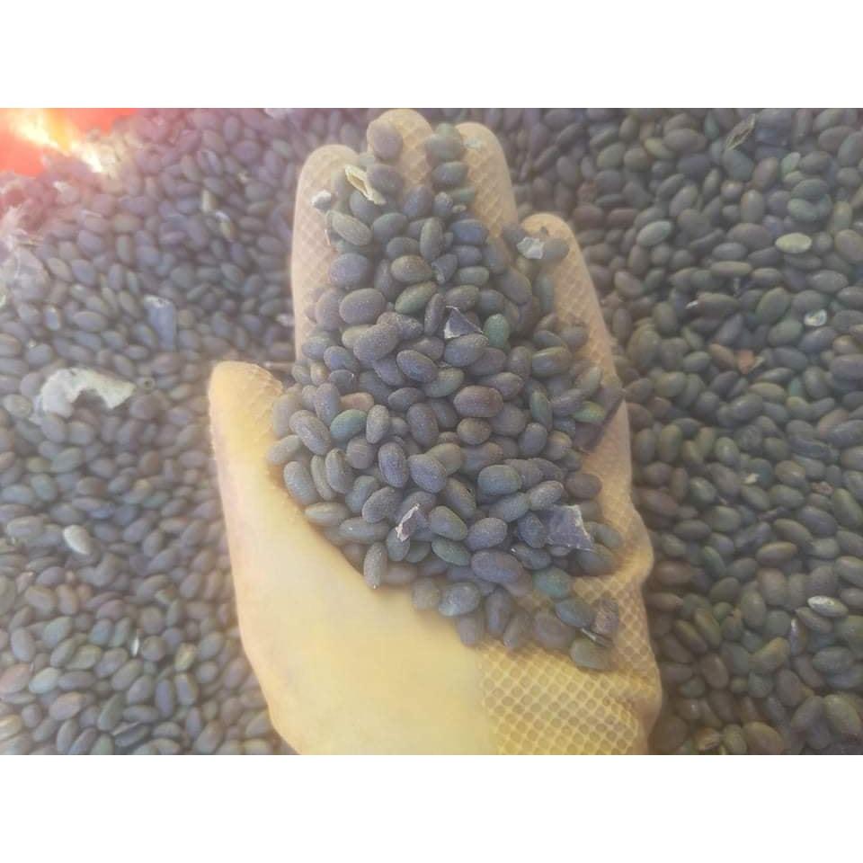 1 kg hạt giống bồ kết
