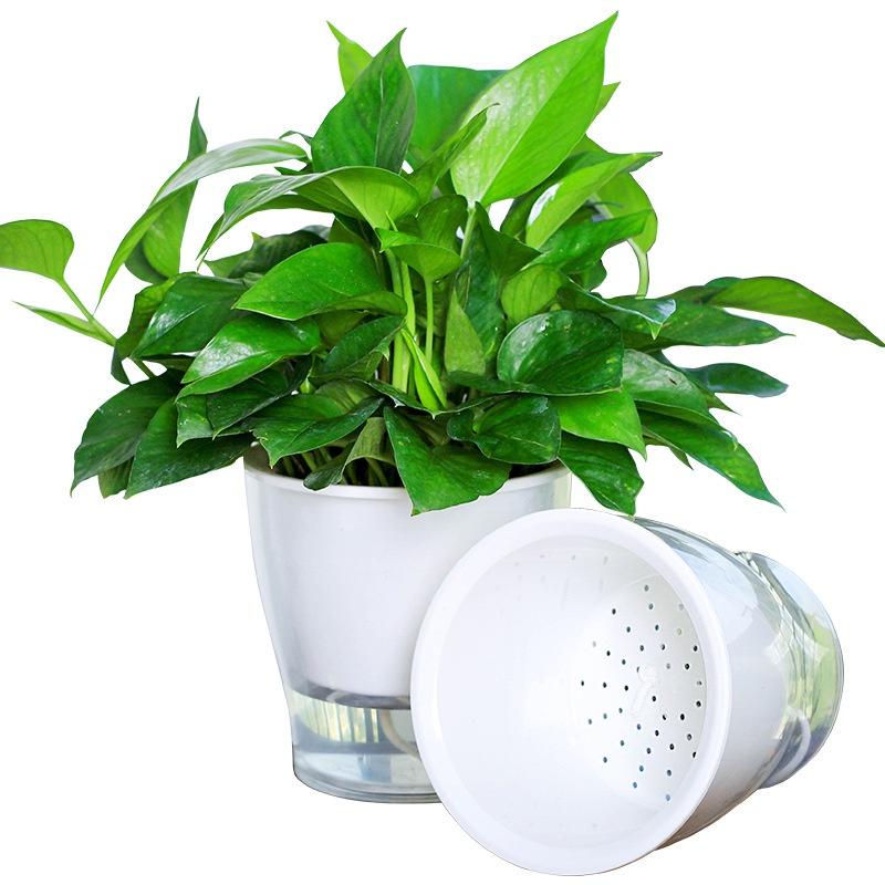 Chậu cây để bàn Oliz W0 Clear. Chậu trồng cây có chức năng tự tưới nước cho cây. Trang trí văn phòng, bàn làm việc