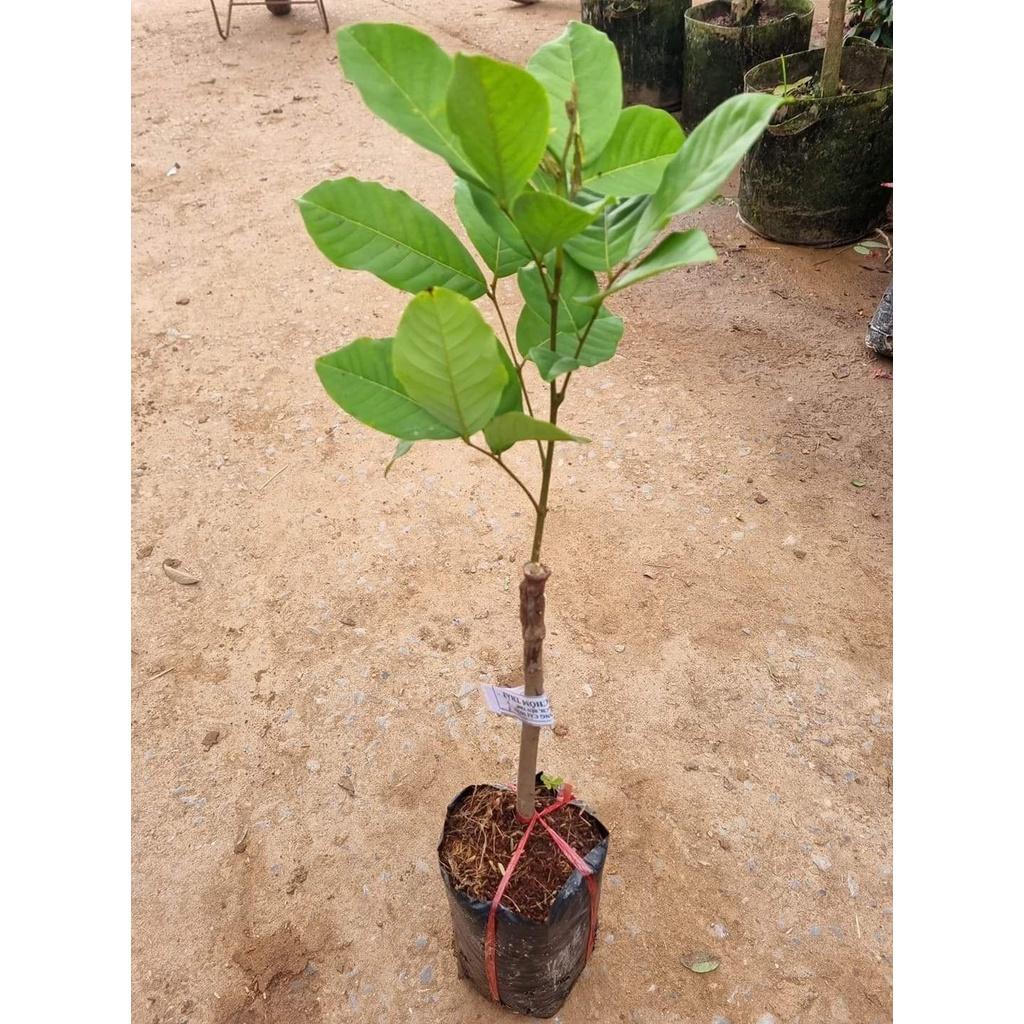 Cây Chôm Chôm Thái Trái Siêu Sớm
