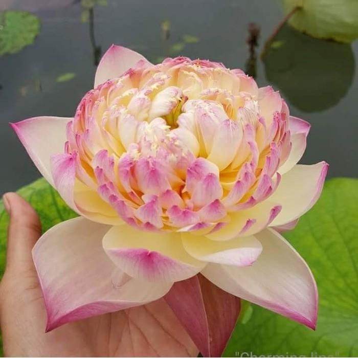 Hạt giống hoa sen bách diệp trăm cánh nhiều màu