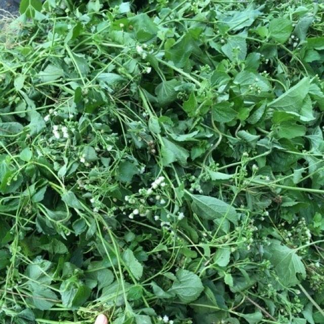 cây cứt lợn khô (hoa tím, hoa ngũ sắc, cây cỏ hôi) 1kg