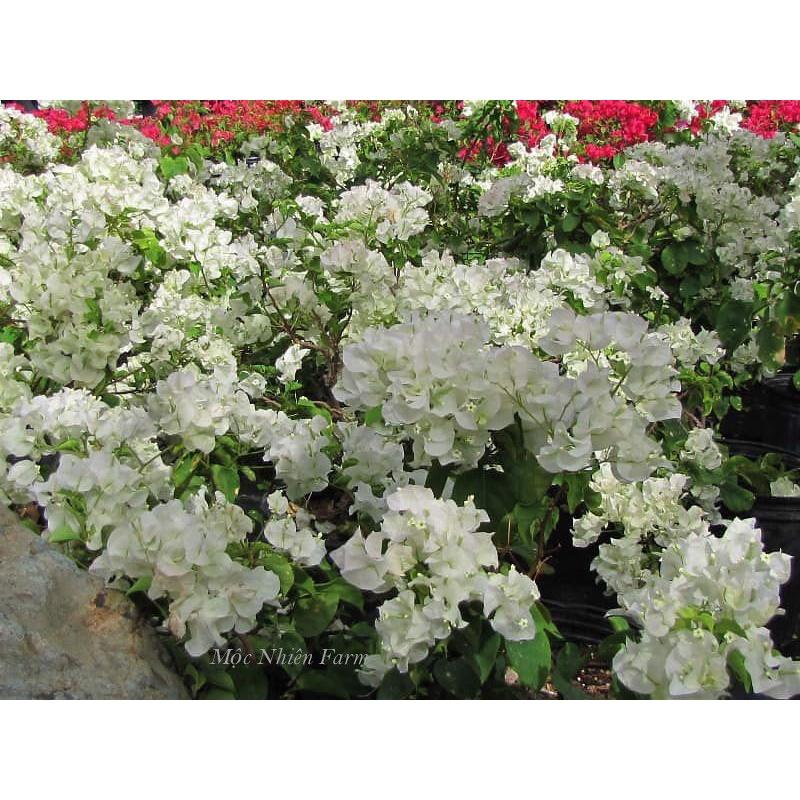 Hoa giấy màu trắng - chậu cây đang hoa, size cây nhỡ