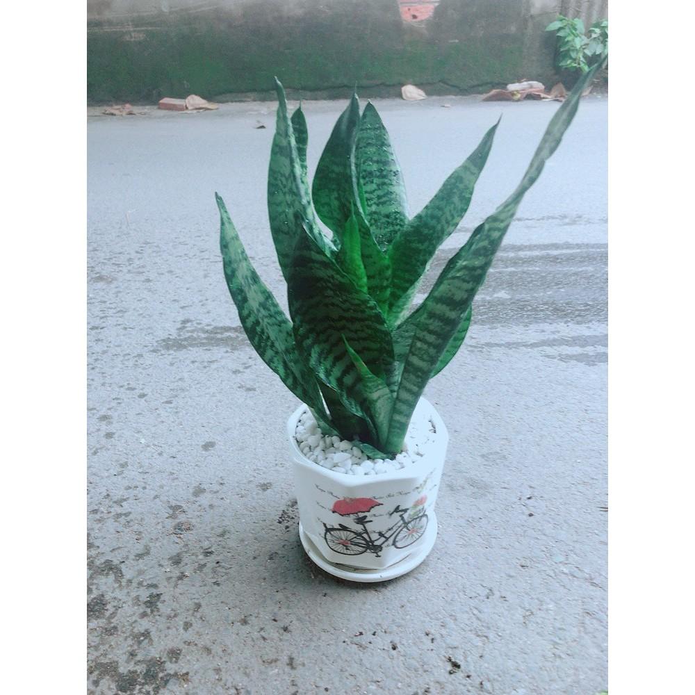 Chậu Lưỡi Hổ Thái Xanh