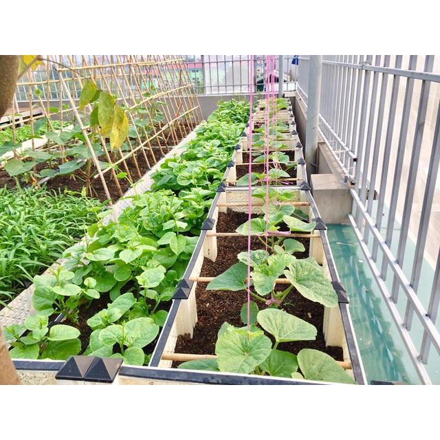 Đất trồng cây hữu cơ giàu chất dinh dưỡng viên nén sơ dừa cải tạo đất tơi xốp, làm giá thể hoa cây cảnh rau củ quả