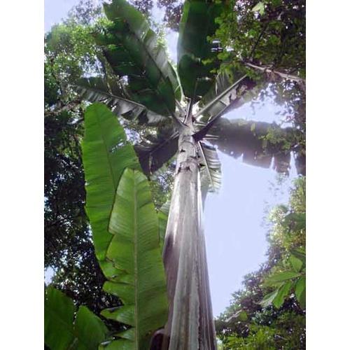 CÂY GIỐNG CHUỐI ĐỘT BIẾN GEN