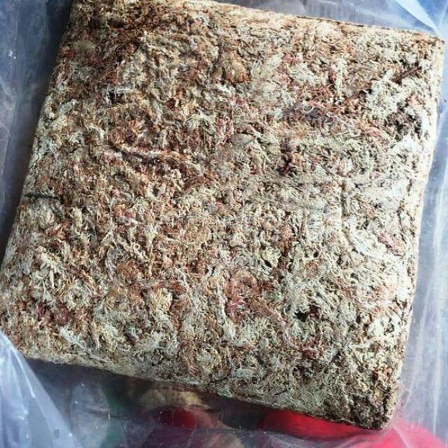RÊU TRẮNG CHILE GIÁ THỂ GIỮ ẨM CHO LAN - 100GR