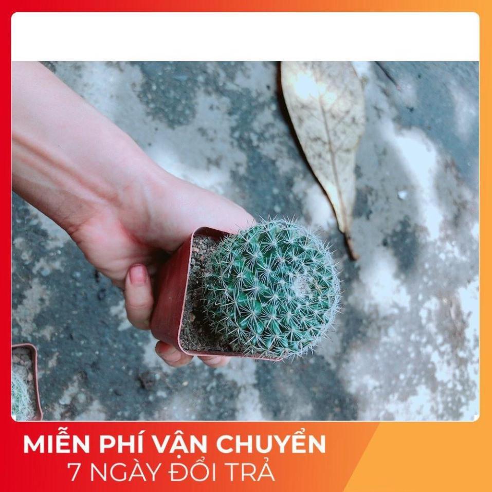 Xương Rông Bánh Sinh Nhật Nhỏ