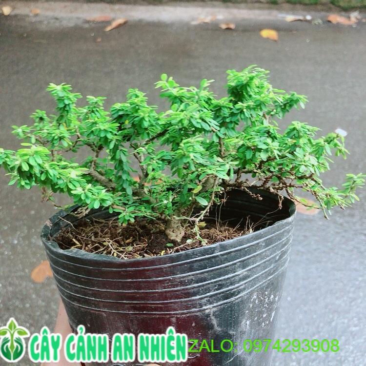 Linh Sam Hạt Gạo