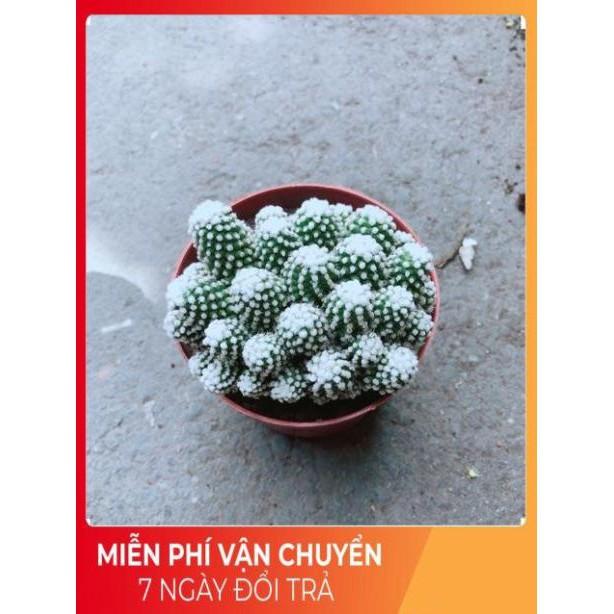 Xương Rồng Mami Bụi