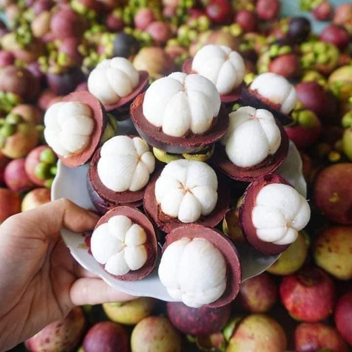 CÂY GIỐNG MĂNG CỤT